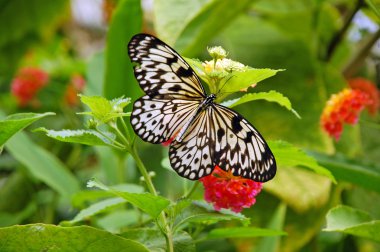 Black and white butterfly clipart