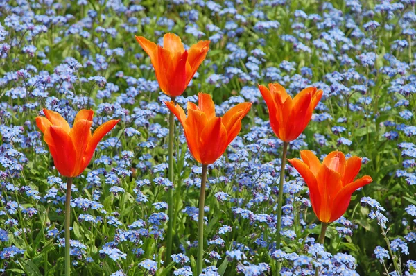 Tulipani arancioni — Foto Stock
