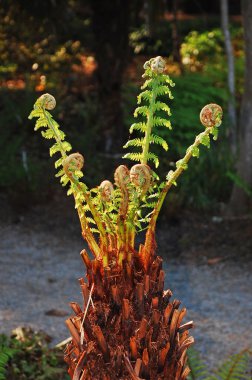 New fern growth clipart