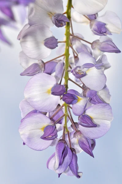 Purple wisteria flower — Stock Photo, Image