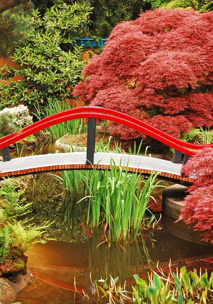Bunter japanischer Garten — Stockfoto