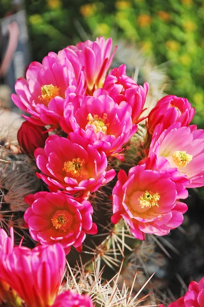 Fiori di cactus rosa — Foto Stock
