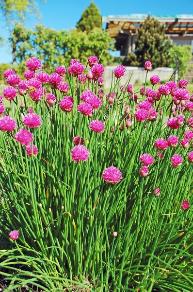 Szczypiorek fioletowe kwiaty — Zdjęcie stockowe