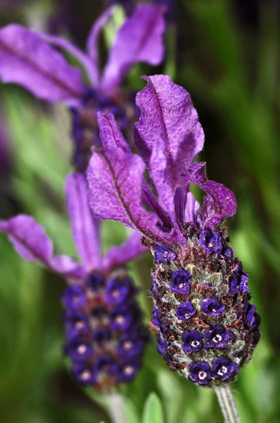 Purple lavender — Stock Photo, Image