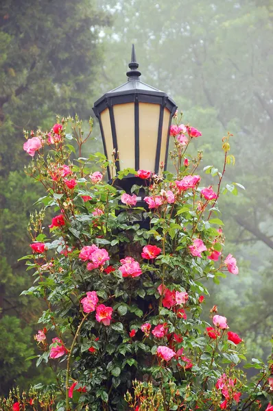 Poste da lâmpada com rosas rosa — Fotografia de Stock