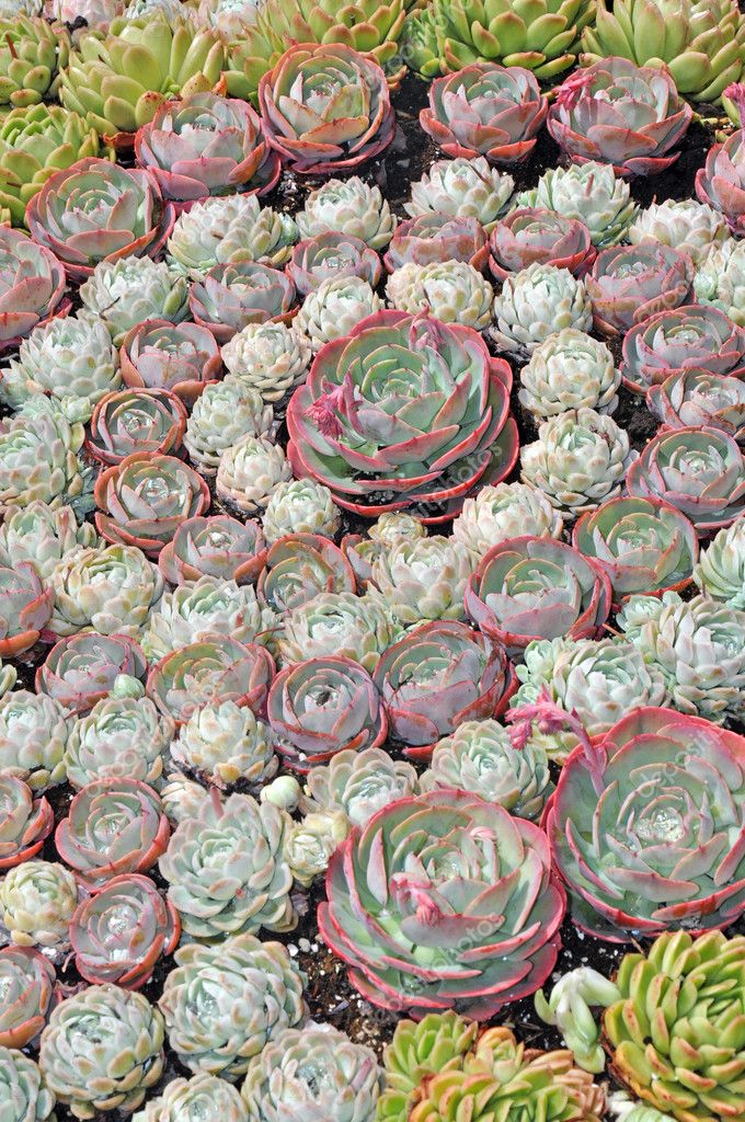 stock photo hens and chicks plants