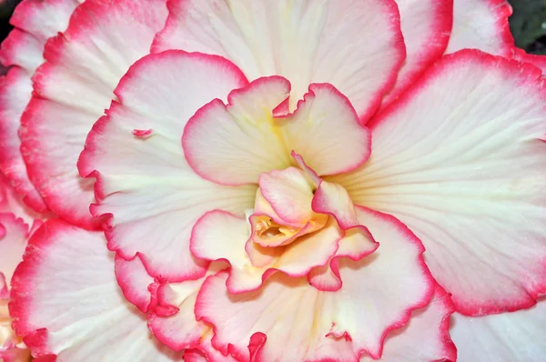 Rosa und weiße Begonienblüte — Stockfoto