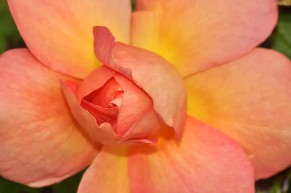 Pomarańczowy róża zbliżenie — Zdjęcie stockowe