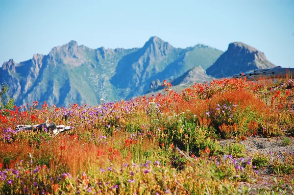 Kır çiçekleri ve dağlar — Stok fotoğraf