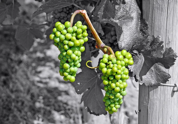 Green grapes on black and white — Stock Photo, Image