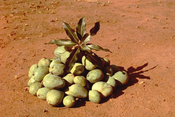 Куча неспелых манго — стоковое фото