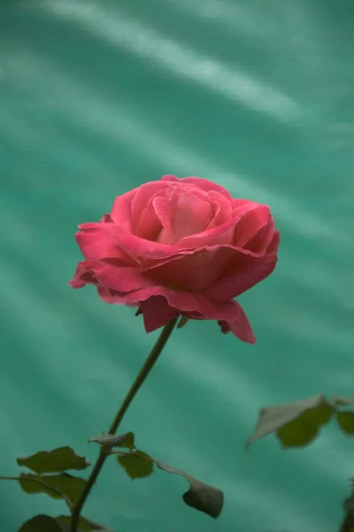 Красная роза, зеленые листья — стоковое фото