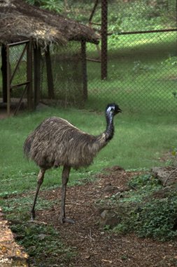 Emu Walking clipart