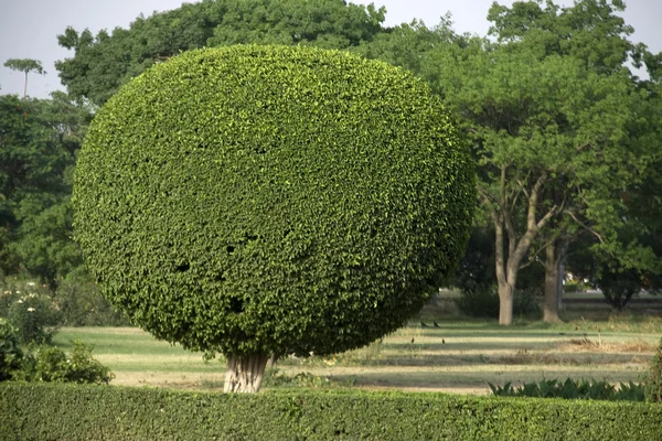 Dekoracyjne drzewo przycinanie — Zdjęcie stockowe