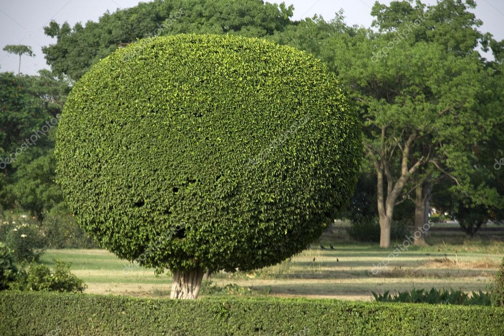 Decorative Tree Pruning — Stock Photo © mcmorabad 5603255
