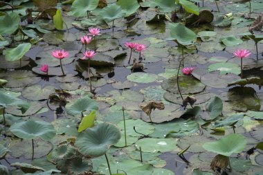 Pembe lotus gölet