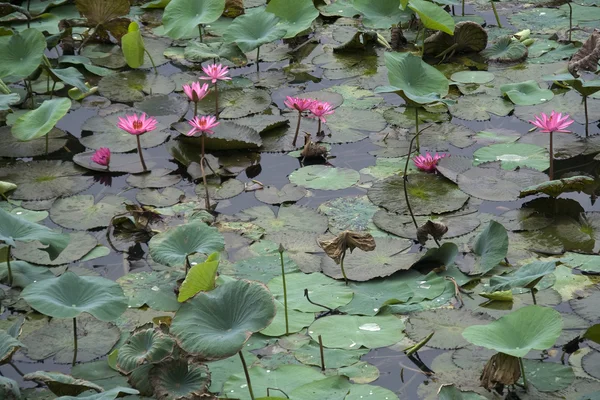 Lagoa de lótus rosa — Fotografia de Stock