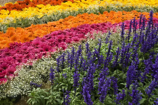 Bed of Floral Rainbow — Stock Photo, Image