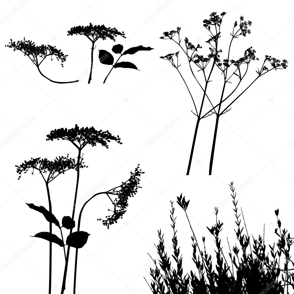 Collection, for designers, plant vector Stock Vector by ©lakalla 5822906