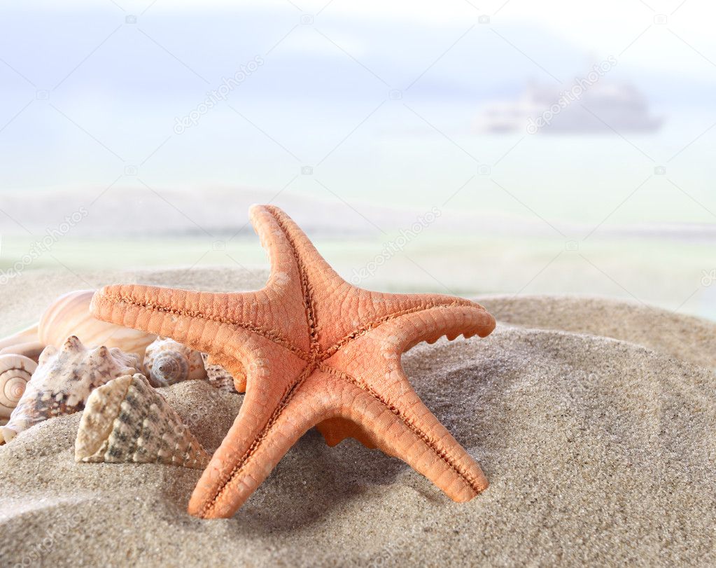 Морская звезда в песке бесплатно