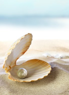 Shell with a pearl clipart