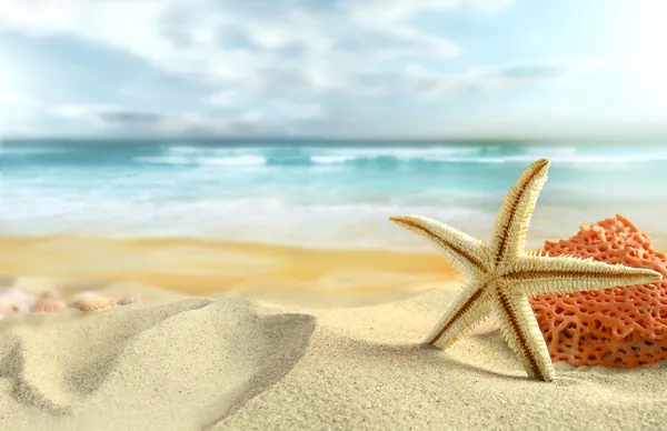 Estrella de mar en la playa — Foto de Stock