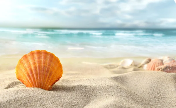 Shell στην παραλία — Φωτογραφία Αρχείου