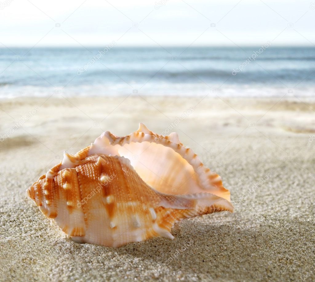 Shell on the sandy beach
