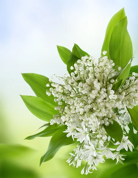 Fehér virágok — Stock Fotó