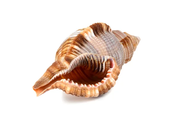 海洋ザルガイの殻 — ストック写真