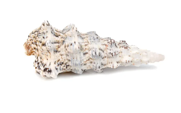Морские петухи — стоковое фото