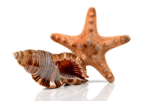 海洋ザルガイの殻 — ストック写真