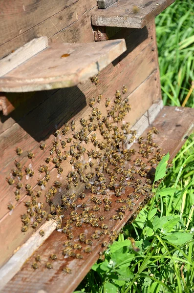 Bienen in der Nähe eines Bienenstocks — Stockfoto