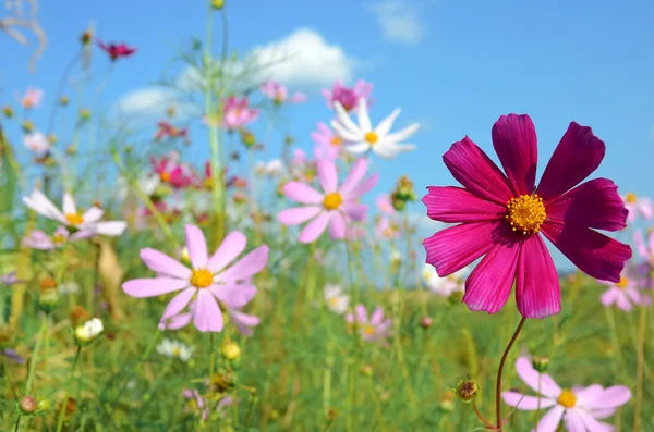 Fleurs sur la prairie — Photo