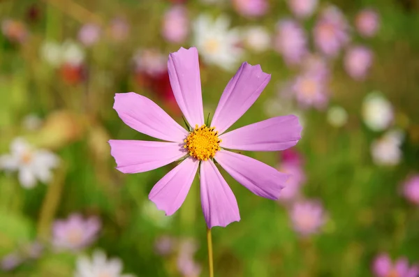 Flowers on the meadow — Stock Photo, Image