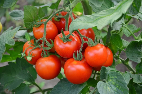 Tomatoes on a branch — Stock Photo, Image