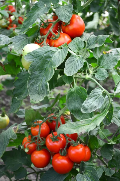 Daldaki domatesler — Stok fotoğraf