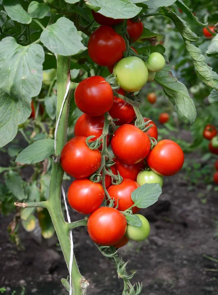 stock image Tomatoes on a branch