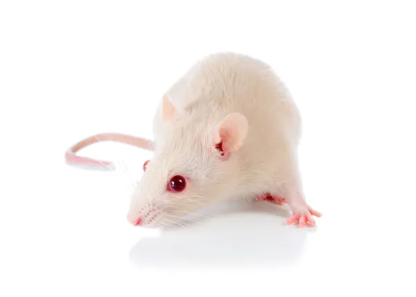 Weiße Maus — Stockfoto