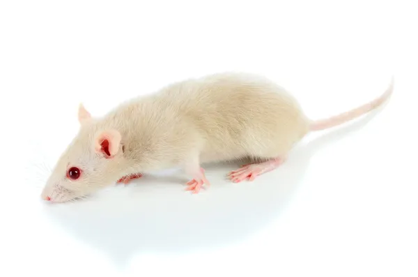 白いマウス — ストック写真