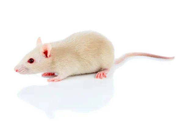 Белая мышь — стоковое фото