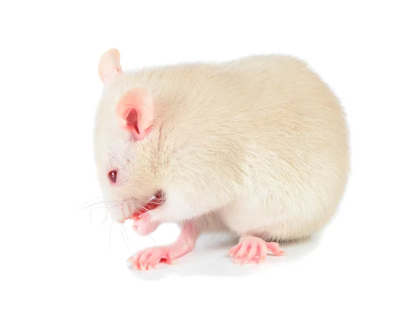 Rato branco — Fotografia de Stock