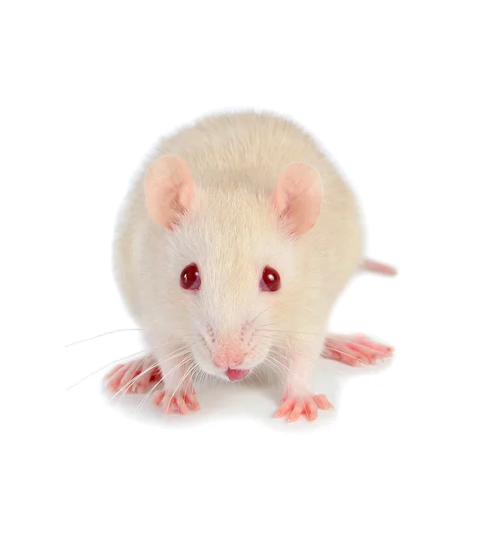 White mouse Stock Picture