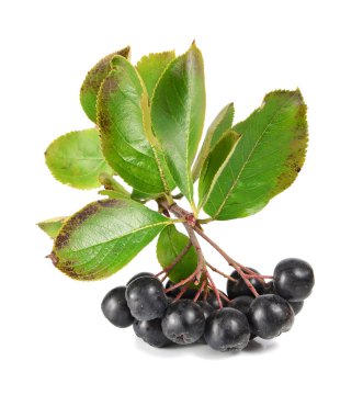 siyah ashberry