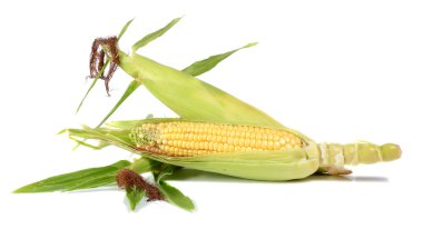 Olgun ve tatlı mısır