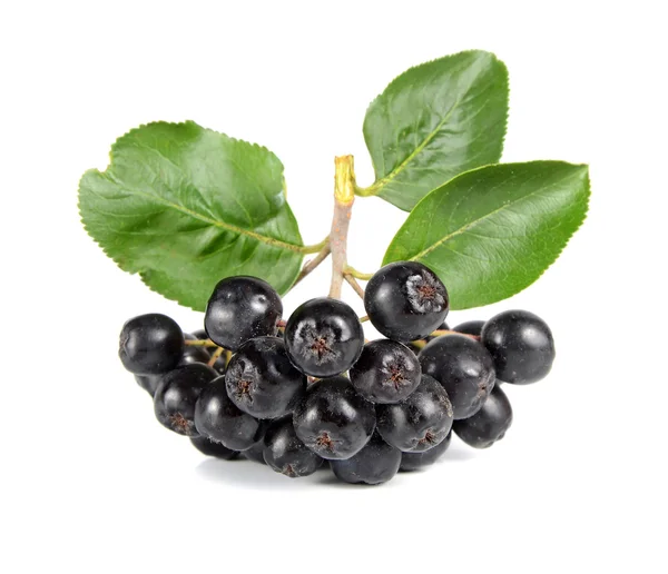 Siyah ashberry — Stok fotoğraf