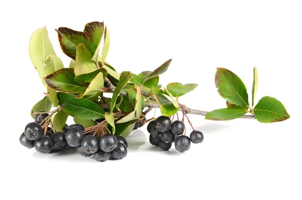 검은 ashberry — 스톡 사진