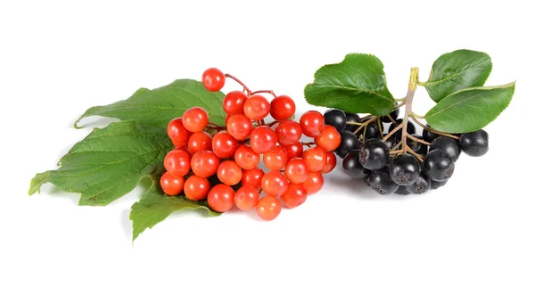 Svart ashberry och röd viburnum — Stockfoto