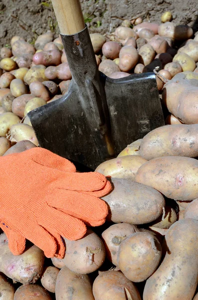 Patates hasadı — Stok fotoğraf