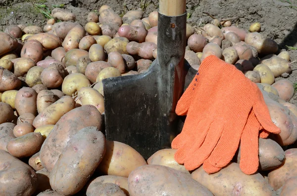 Colheita de batata — Fotografia de Stock